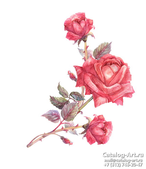 Pink roses 77